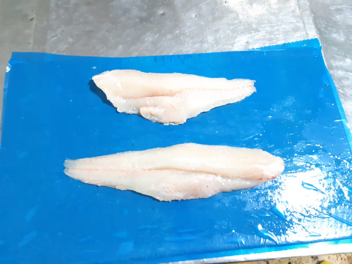 Pacific Hake